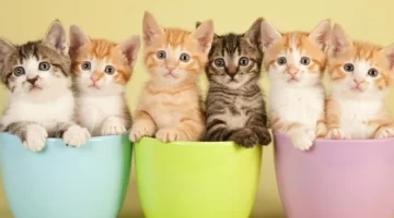 اسامي قطط بنات جديدة ورائعة 2024 أسماء اناث قطط مميزة 